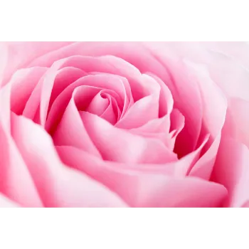 Fresh Pink Rose 